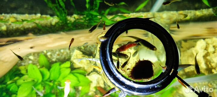 Улитки аквариумные