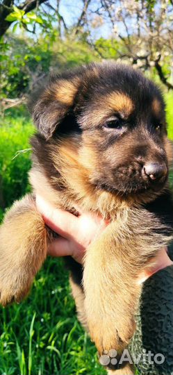 Щенки немецкой овчарки