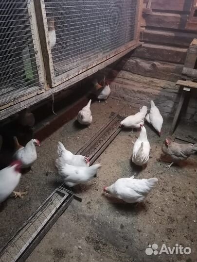 Домашние куриные яйца