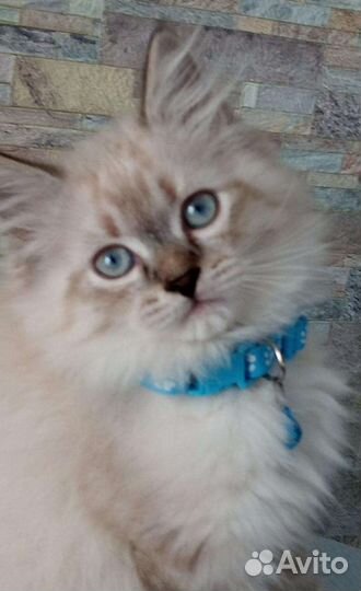 Котята невские маскарадные