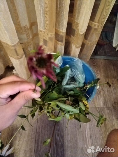 Саженцы клубники, цветов