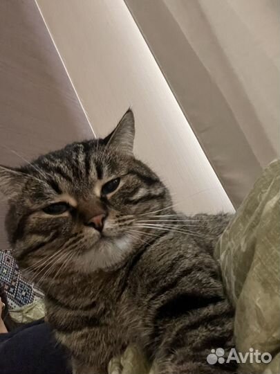 Кот для вязки