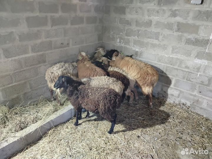Продажа баранов на мясо живым весом