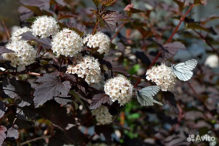 Пузыреплодник Диаболо, Ред Барон, Лютеус