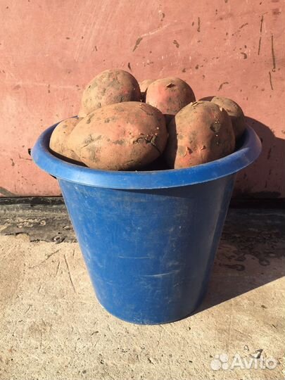 Продам картофель