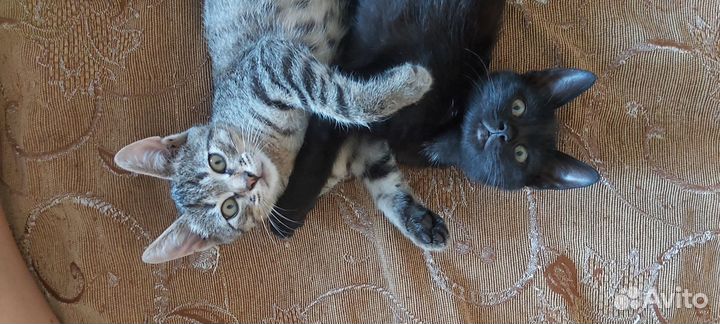 Отдам котят в хорошие руки