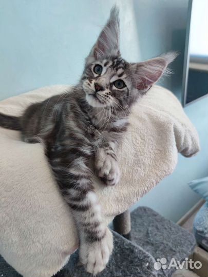 Котёнок Мейн-кун полидакт