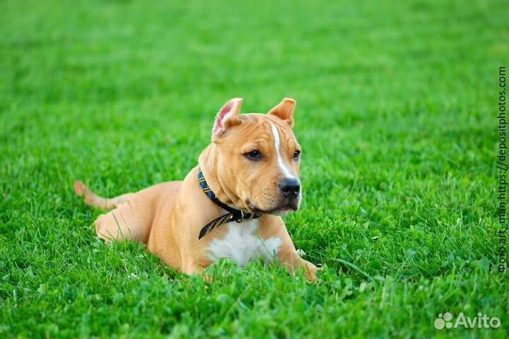 Щенок питбуля