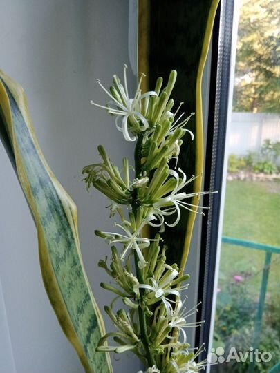 Сансевиерия