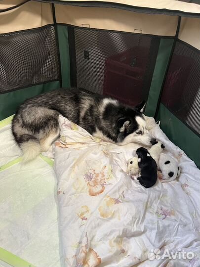 Кинолог, фитнес-тренер,передержка