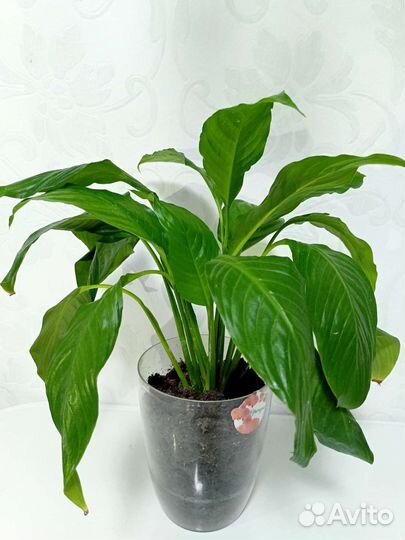 Спатифиллум