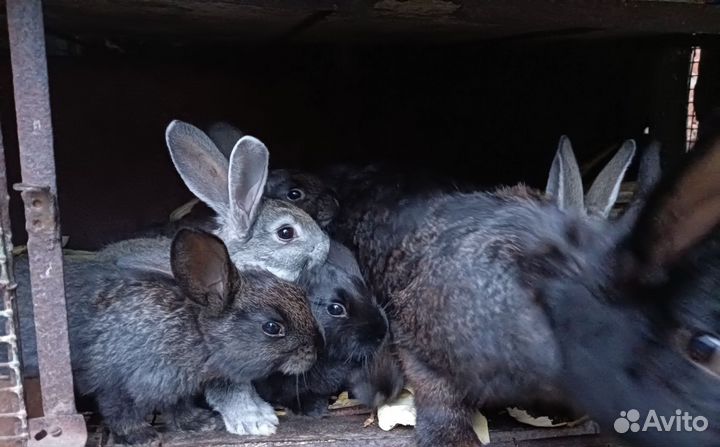Молодняк кролики