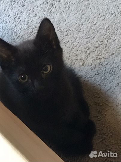Черный котенок мальчик