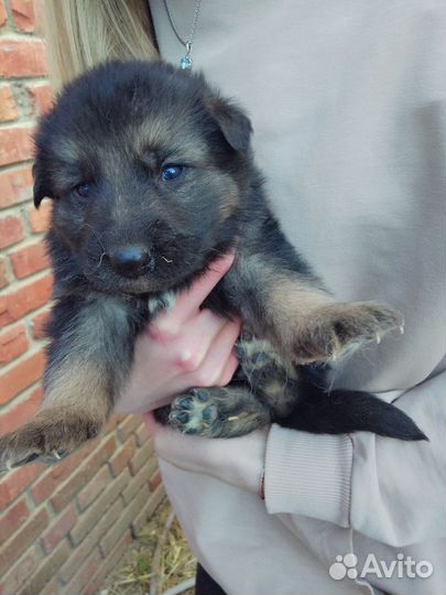 Собаки щенки немецкая овчарка