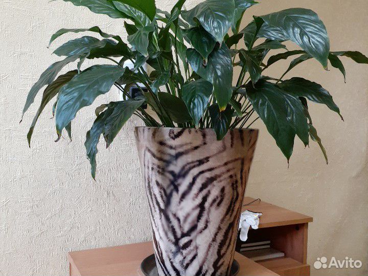 Спатифиллум