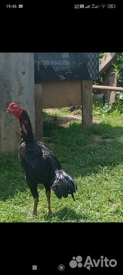 Продам бойцовых петухов