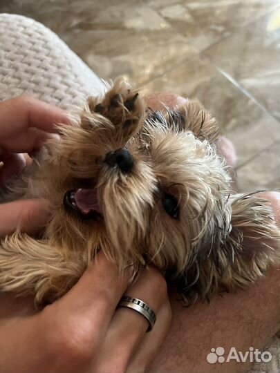 Йоркширский терьер