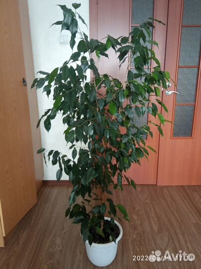 Фикус Бенджамина