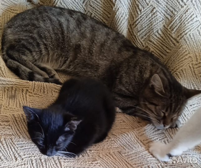 Кошечка в добрые руки