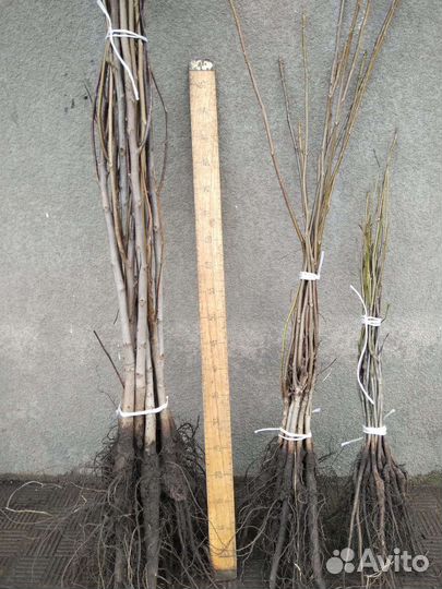 Грецкий орех саженцы