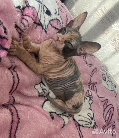 Донской сфинкс