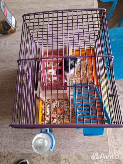 Джунгарский хомяк с клеткой