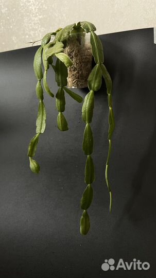 Комнатные растения, разные