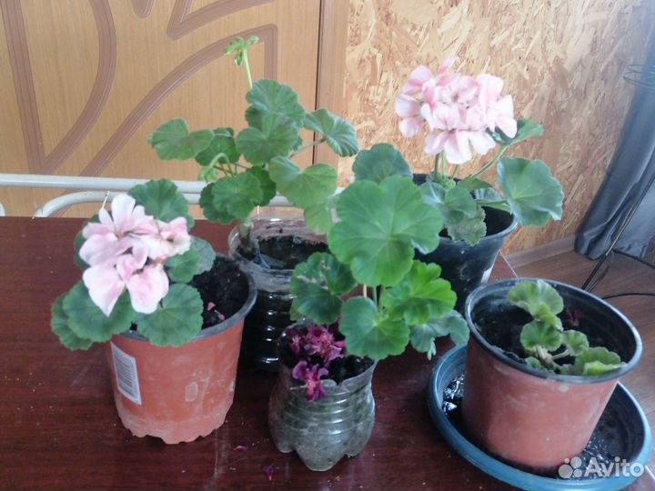 Продам цветы комнатные