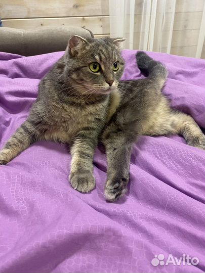 Взрослая кошка