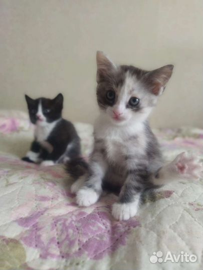 Отдам котят