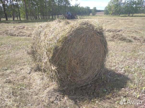 Продаем сено