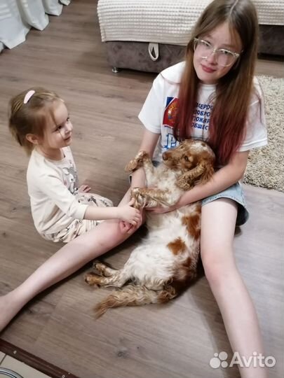 Передержка собак в домашних условиях