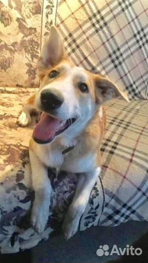 Собака в добрые руки