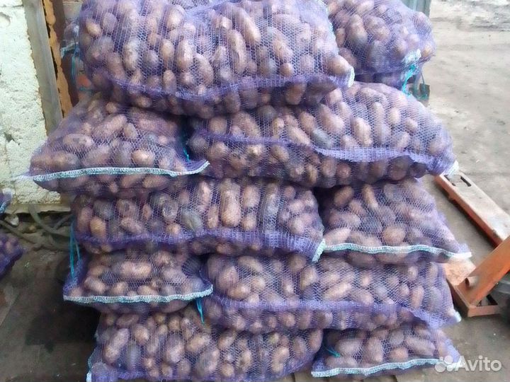 Картофель на корм скоту