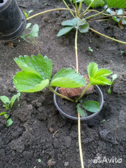 Рассада клубники Хоней