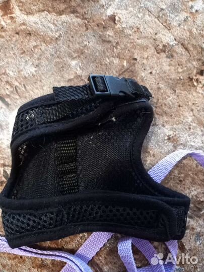 Поводок и шлейка для кошек