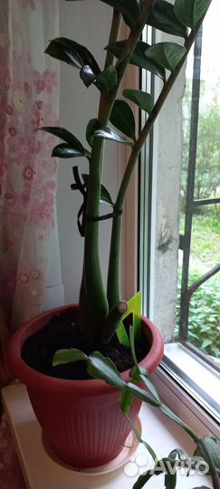 Замиокулькас цветок взрослый