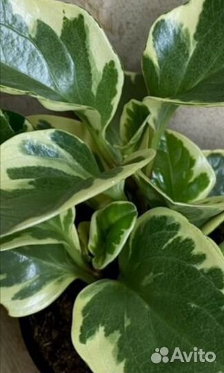 Пеперомия голден гейт