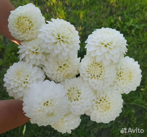 Георгины (клубни)