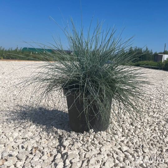 Овсяница сизая