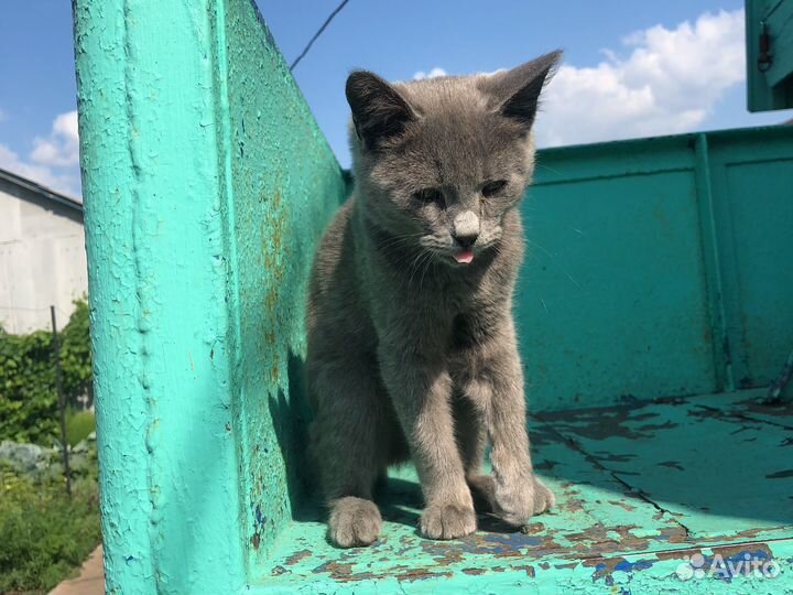 Котёнок руской голубой