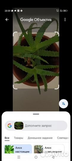 Алое лечебный