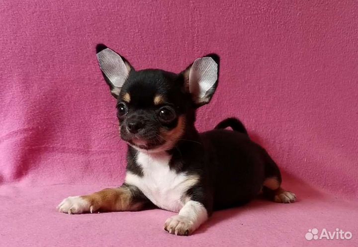 Чихуахуа мальчик