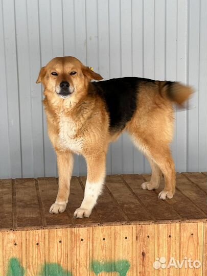 Шикарная добрая собака в отлове