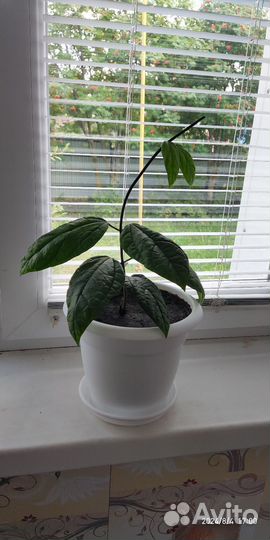 Клеродендрум