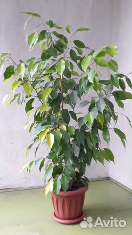 Фикус бенджамина