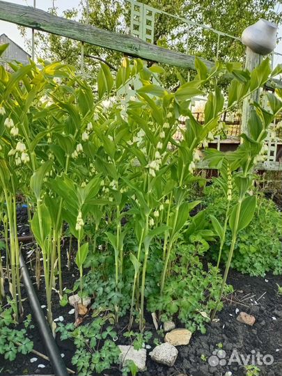 Весенние многолетники часть 1