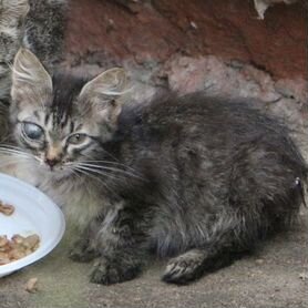 Кошка и три больных котенка