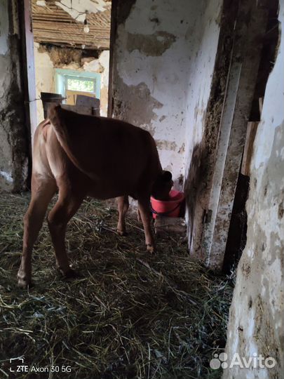 Телята телочки