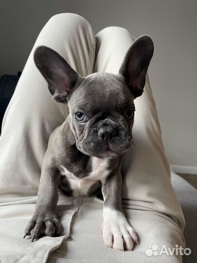 Щенок французского бульдога